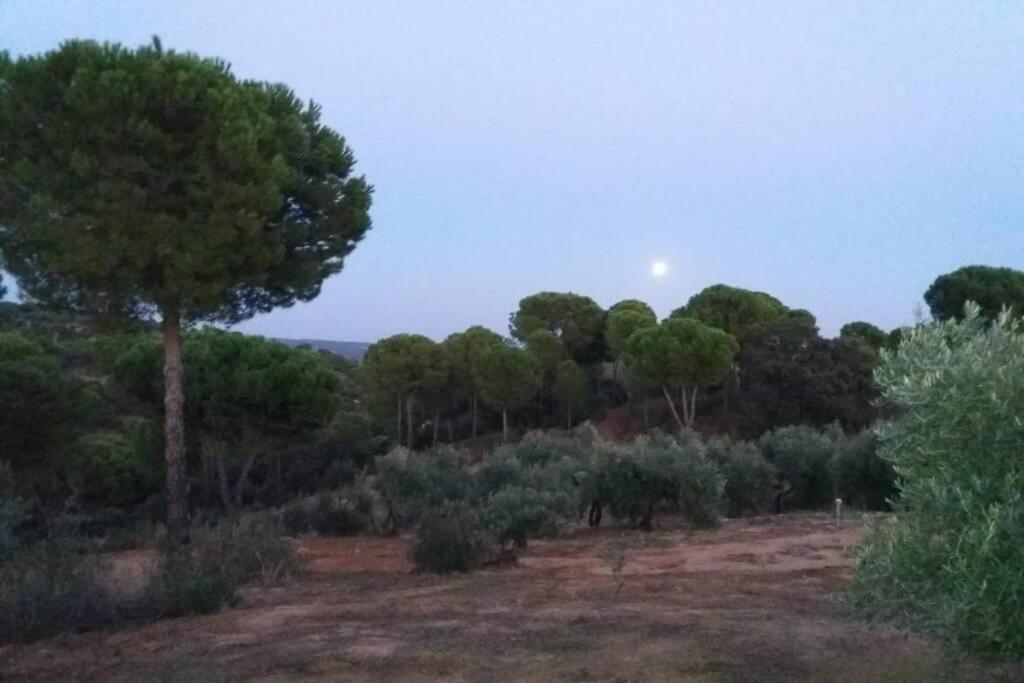 Vina Olivas Holiday home Andujar