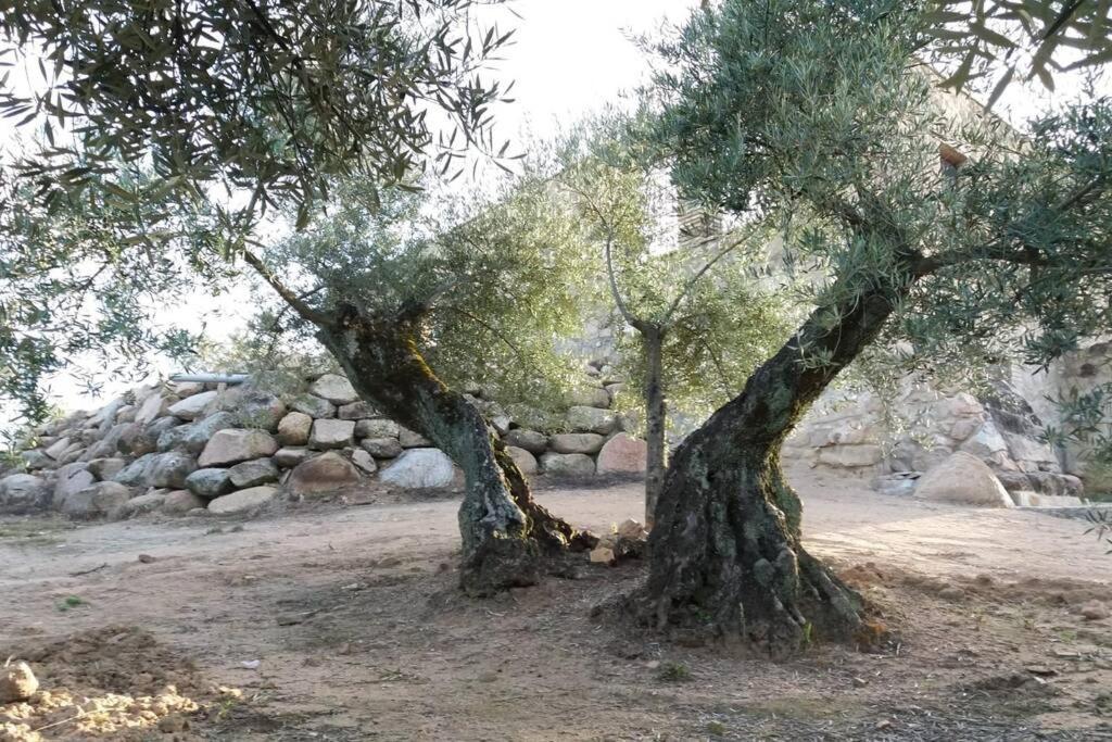 Vina Olivas Holiday home Andujar
